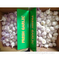 Crop 2019 Normal White Garlic